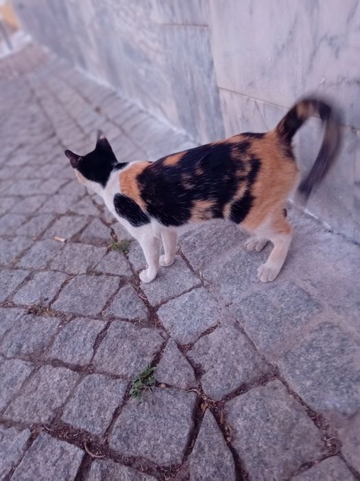 Urgente gatinha para adoção