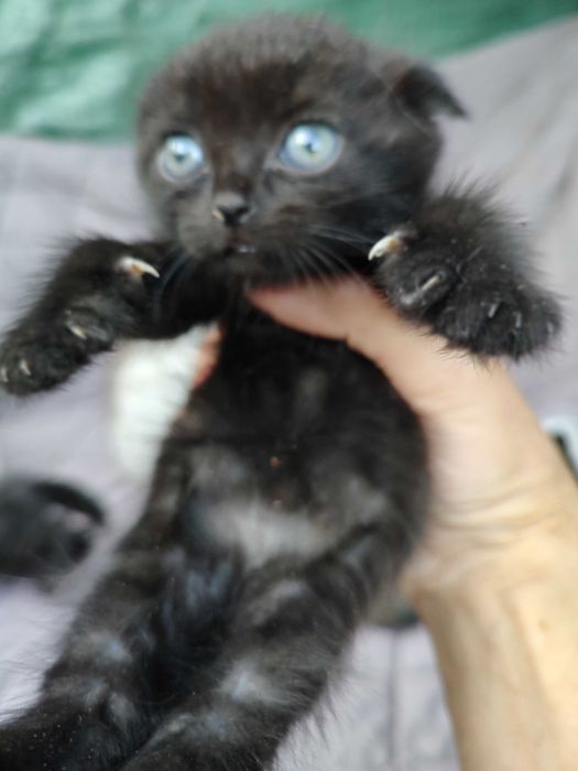 Кошеня шотландське, кішечка висловушка