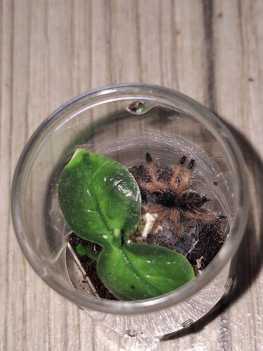 Avicularia avicularia L2 - ptasznik Avi