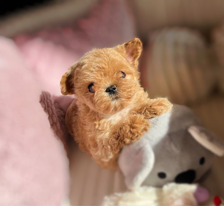 Дуже Лялькова дівчинка Мальтипу tea cup