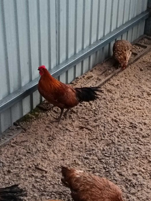 Cedo garnizos Machos