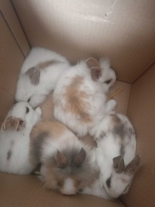 Sprzedam króliki miniaturki