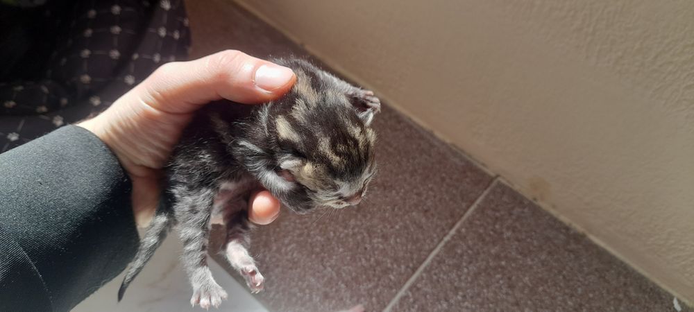 Кошенята, кошеня