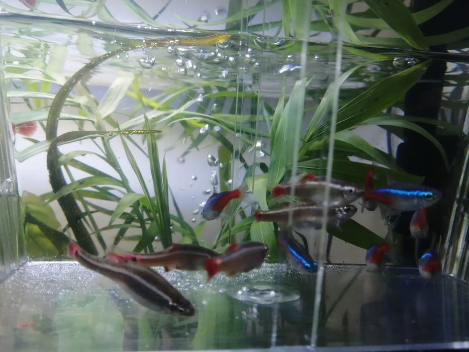 Peixes tetra neon para venda