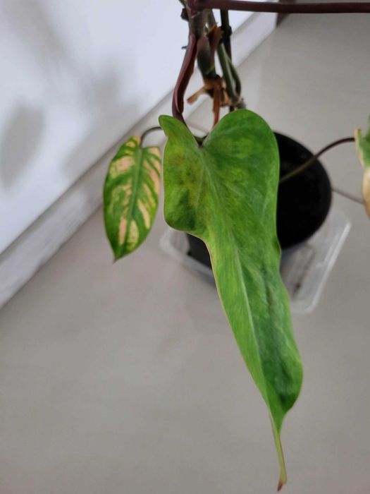 Philodendron Painted Lady