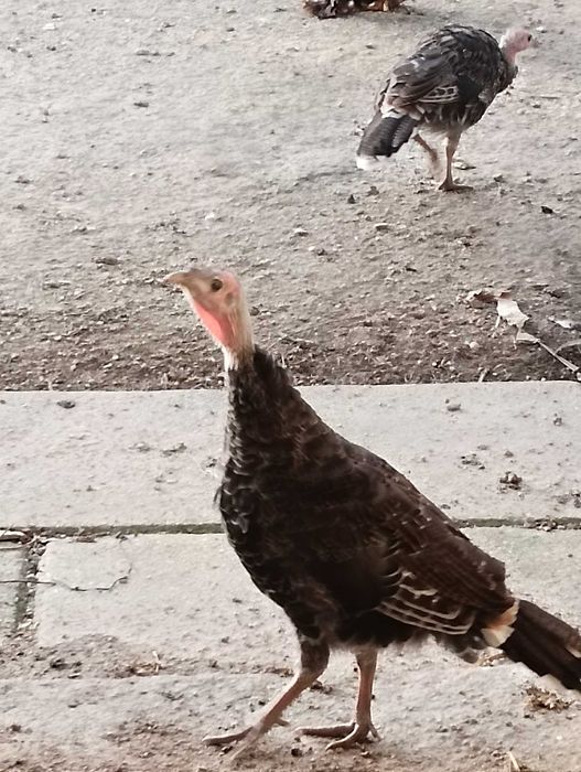 Perus nascidos este ano
