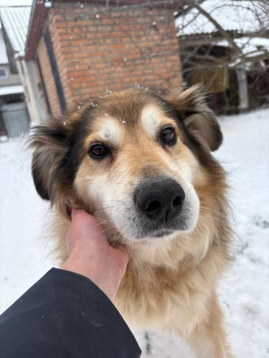 Пушистый красавчик! Крупный)