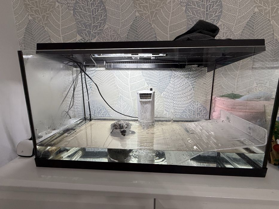 Żołw chinski wraz z akwarium