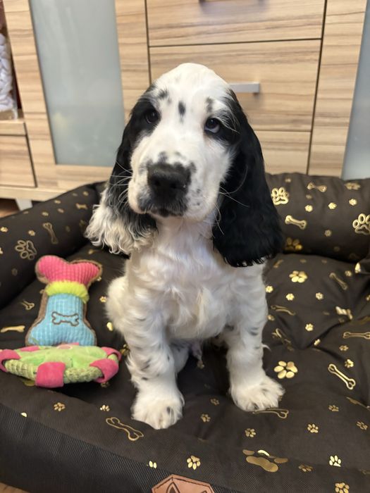Wyjatkowy piesek cocker spaniel  z rodowodem