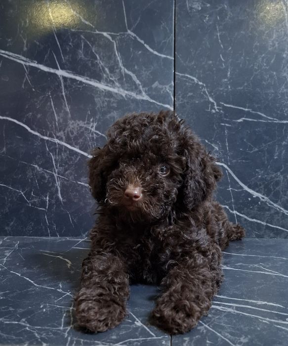 Хлопчик той пудель