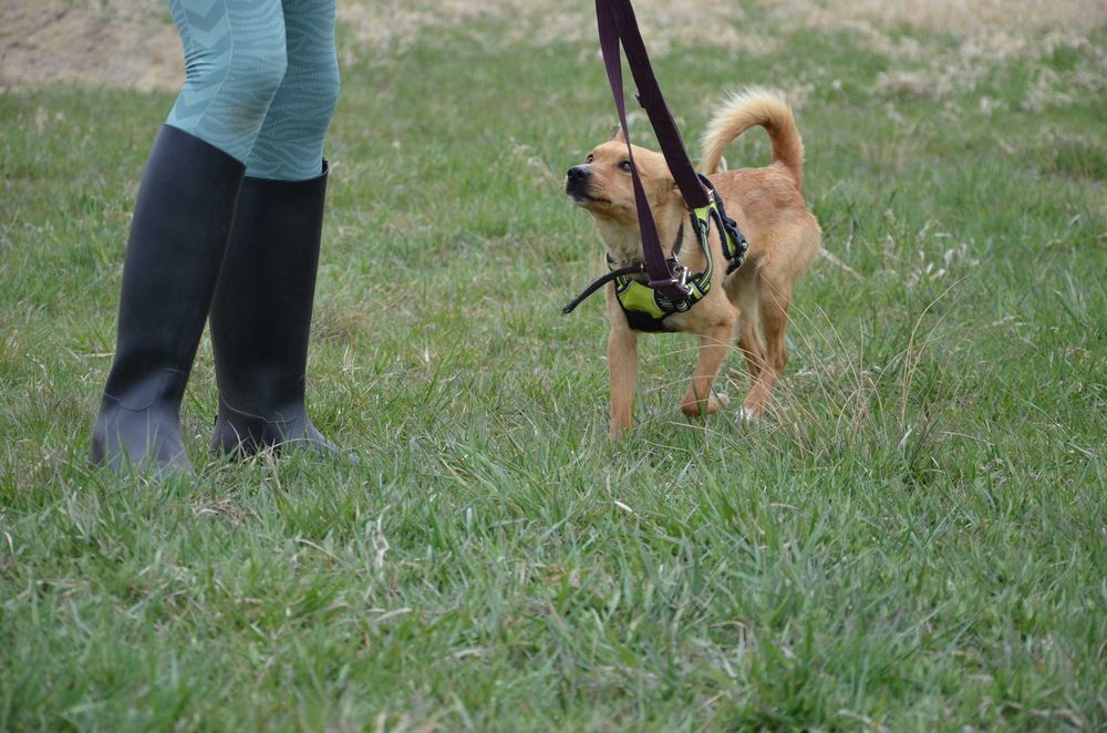 Precelek ze schroniska poleca się do adopcji