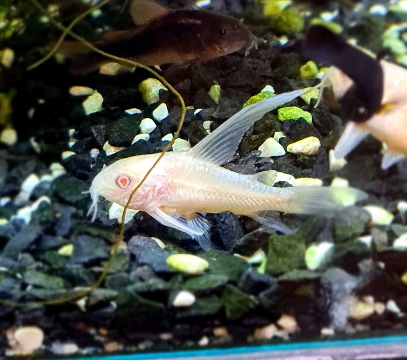Kirysek kirys spiżowy albinos