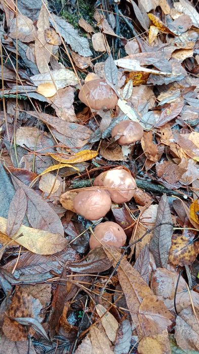 13 соток під забудову