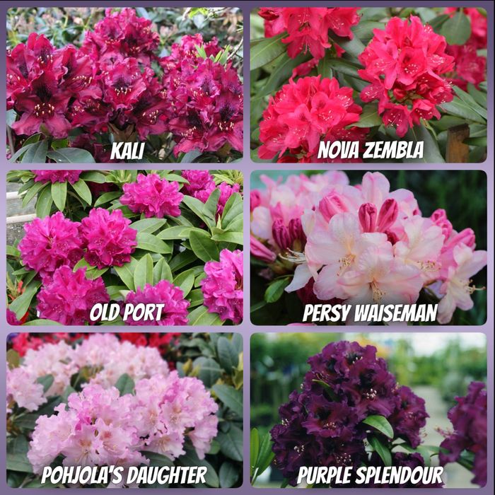 Рододендрони 2 річні