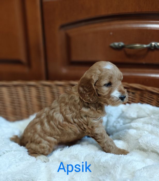 Cockapoo.Chłopczyk Apsik.Hybryda.Cocker spaniel angielski/Pudel miniat