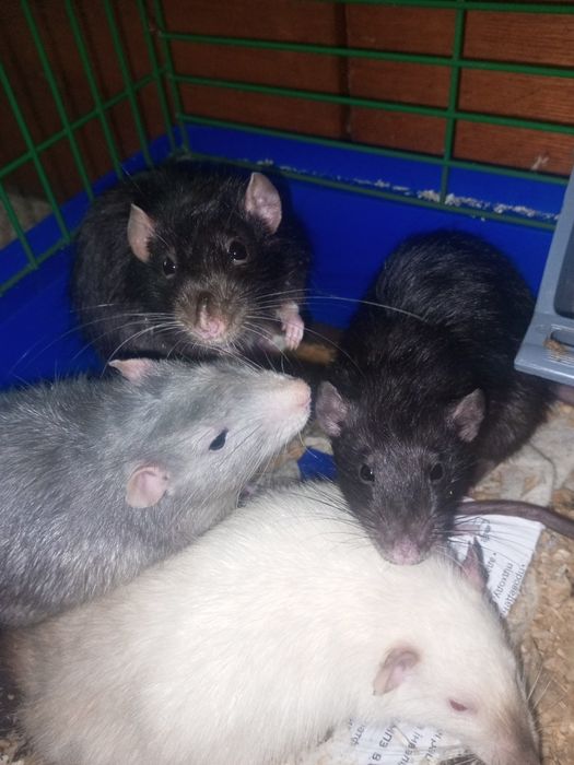 Отдам крыс бесплатно(серый и коричневый)