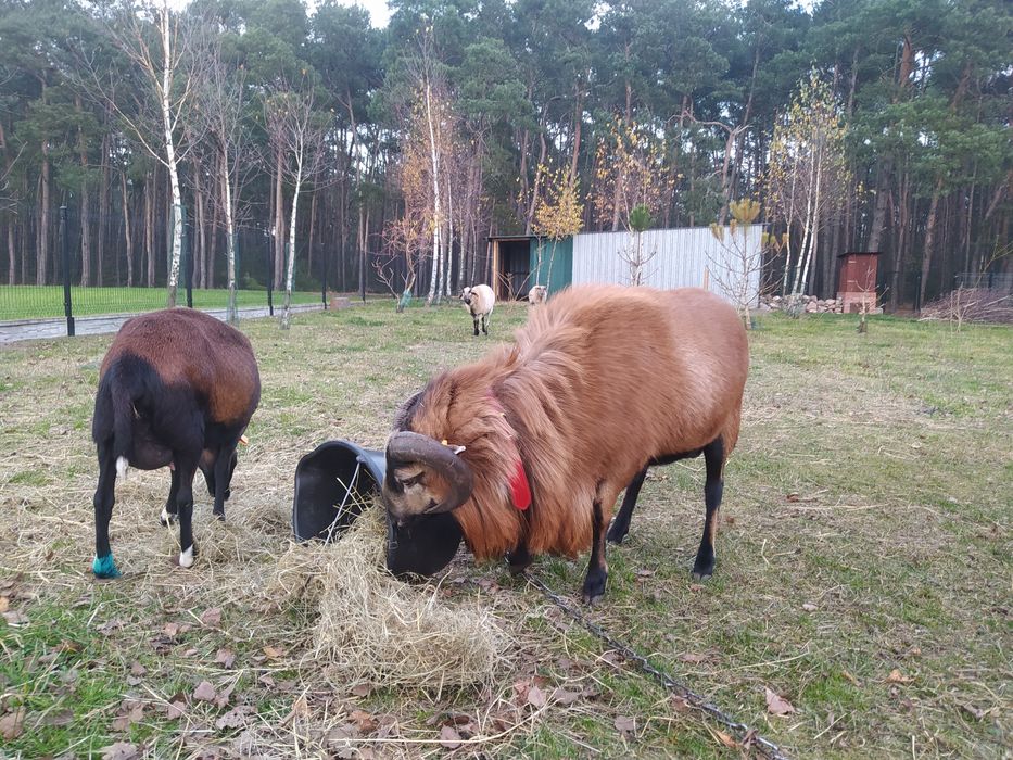 Owca kameruńska, kotna