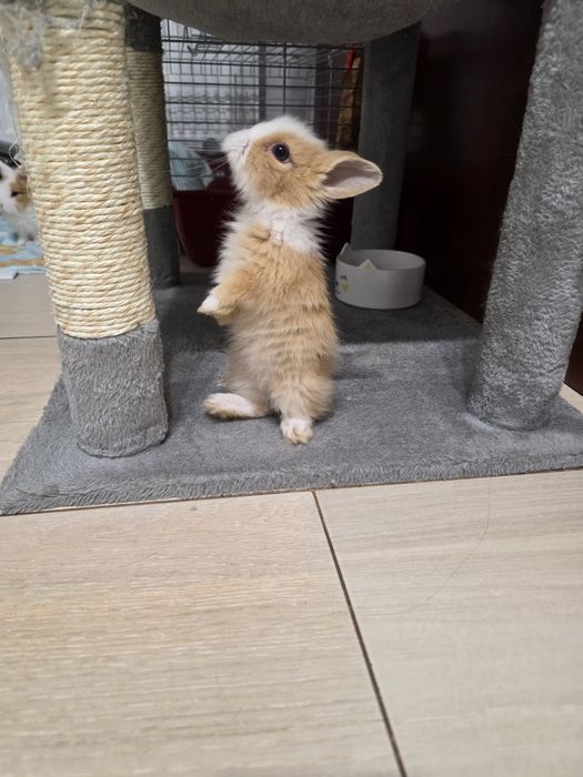 Królik karzelek miniaturka teddy