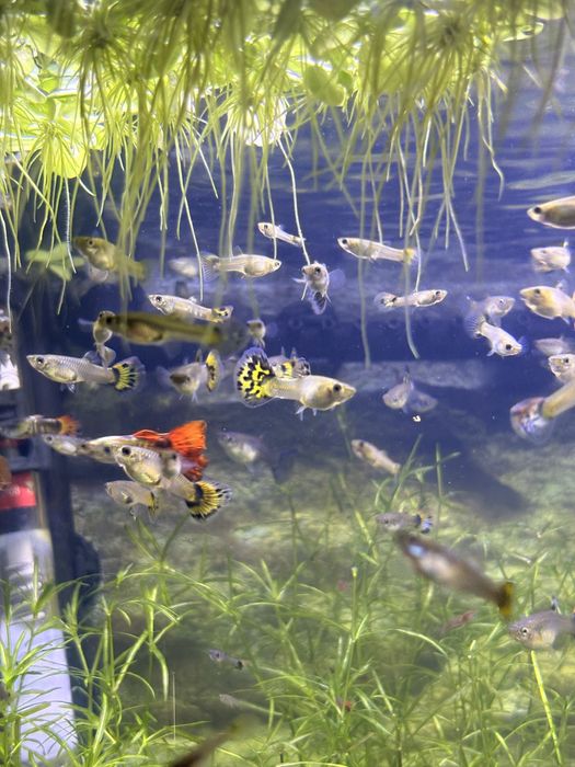 Guppy surtidos amarelo e laranja