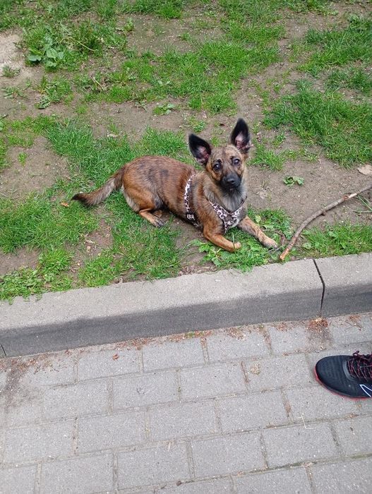 Suczka kundelek do oddania