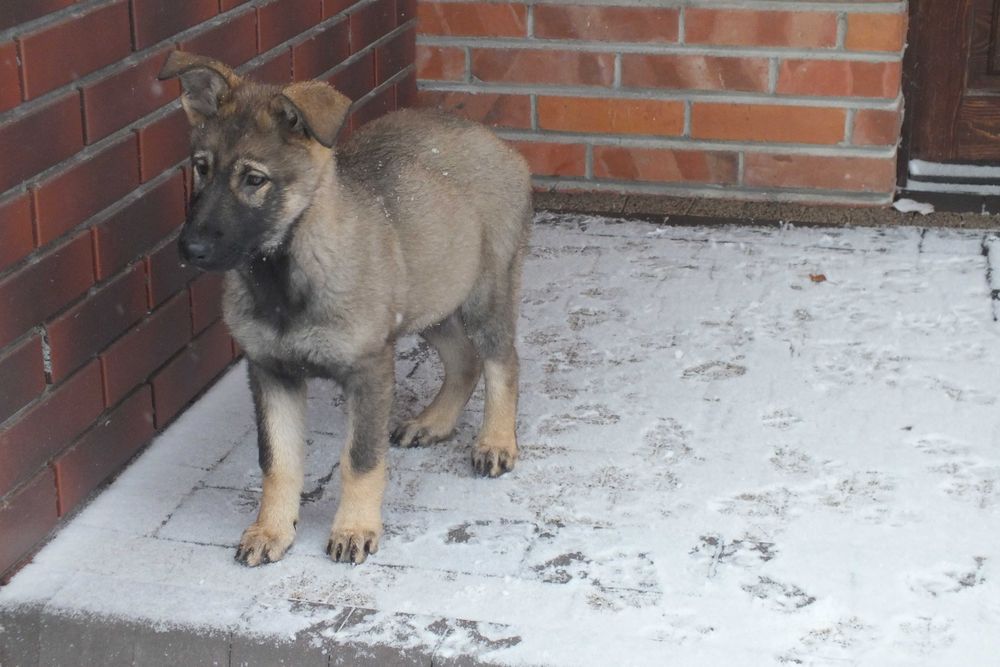 Owczarek Niemiecki Użytkowy