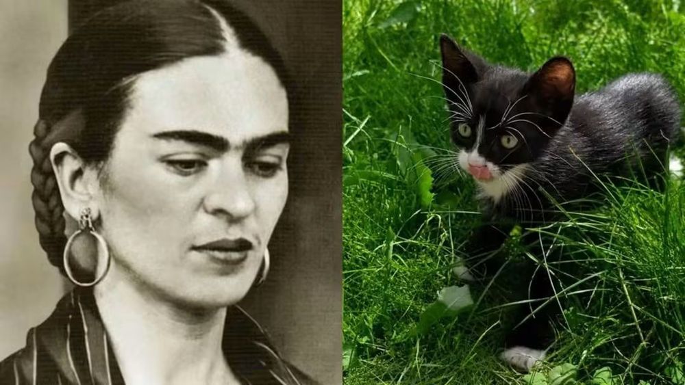 Кошенята шукають люблячу родину