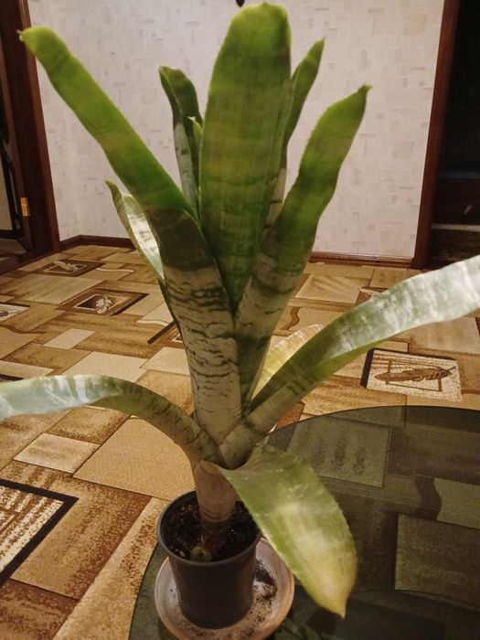 Продам комнатные цветы