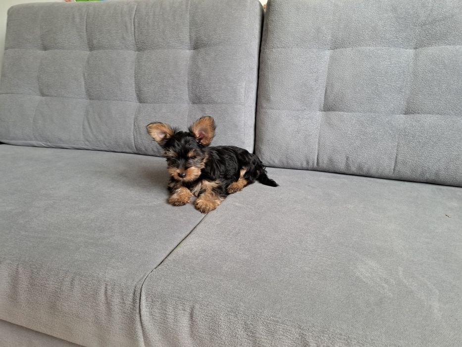 York  Yorkshire  terrier  piesek