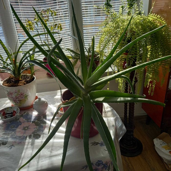 Листя алоє-вера.