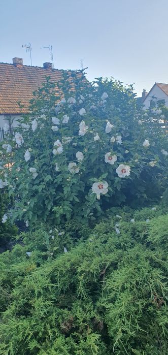 Hibiskus  bialy z gruntu