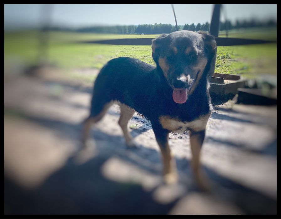 Do adopcji ok 1-2 letnia sunia Wenus w typie jamnika