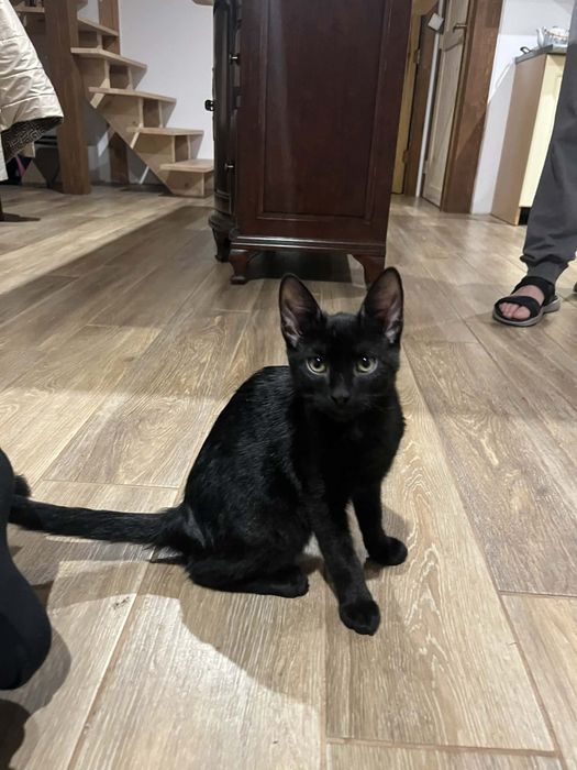 2 kotki 4 miesiące szukają domu