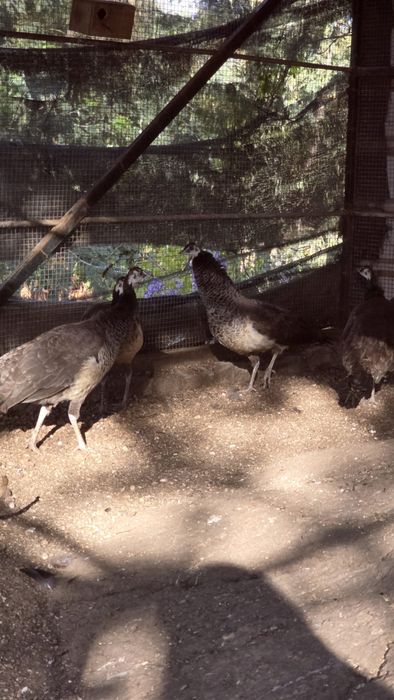 Casal Pavões azuis