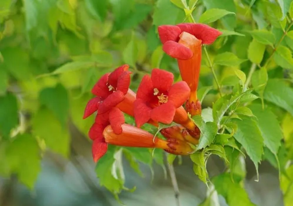 Ліана кампсіс червона багаторічна