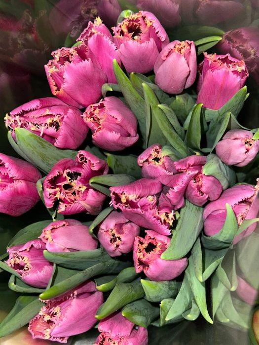 Тюльпани до 8 березня ОПТ