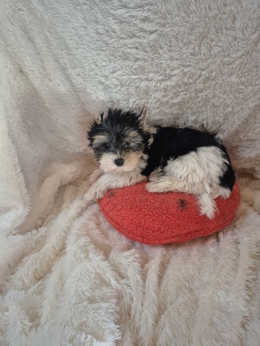 Biewer Terrier Macho Criadora Registada PT3088FL
