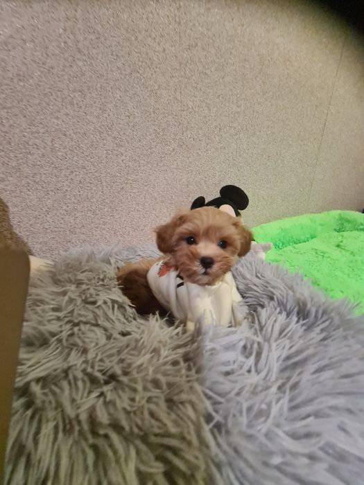 Малята мальтіпу мініки