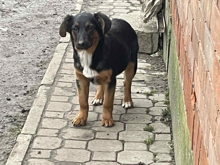 Oddam w dobre rece kundelki