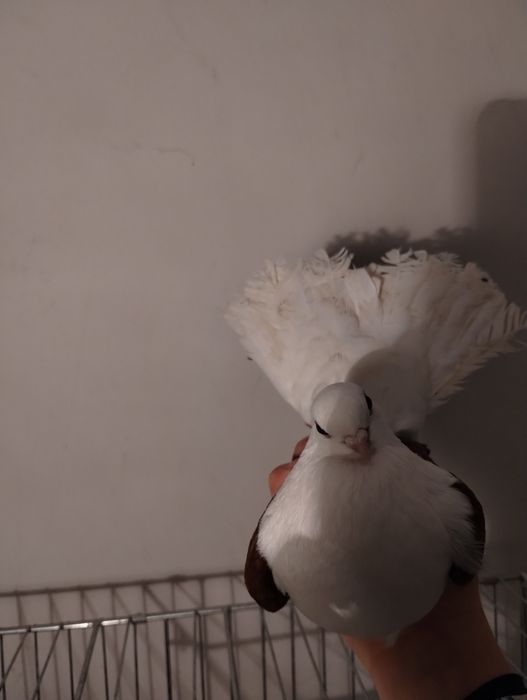 Sprzedam czyliki Rostowski