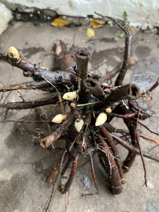 Продаю корені півонії