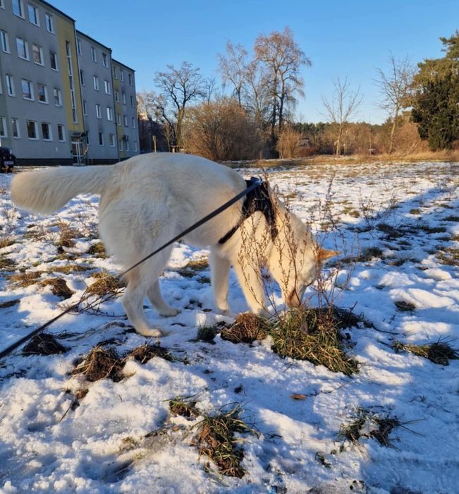 HAPPY młodziutki aktywny psiak poleca się do adopcji
