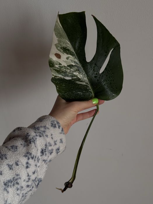 MONSTERA ALBO / монстера альба