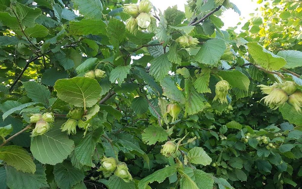 Саженцы ФУНДУКА отводки и Черенки ГОЛАНДИЯ