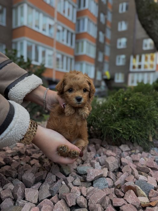 Мультяшні Мальтіпу Ф1/Ф2