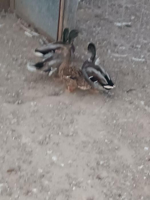 Patos               .