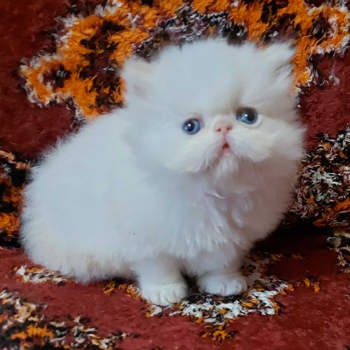 Персидские котята