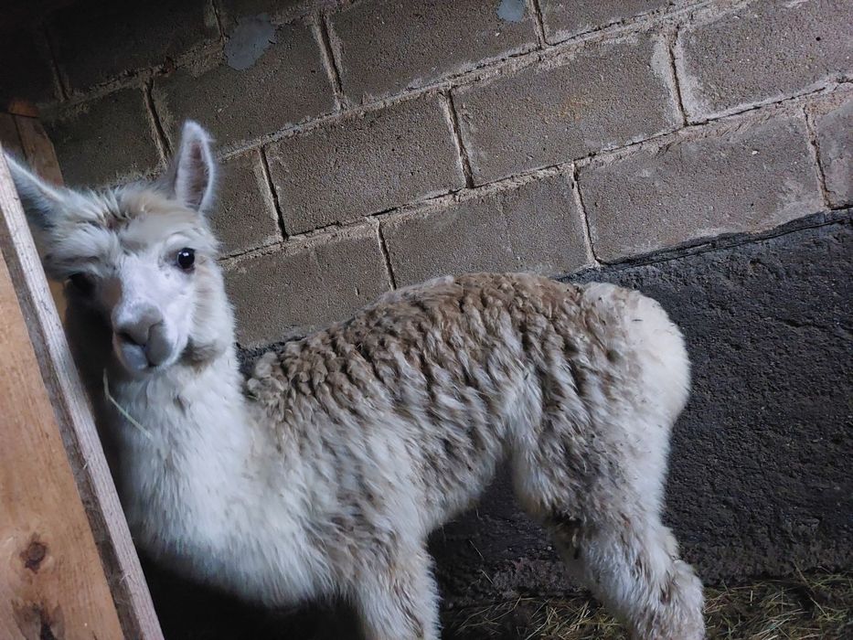 Sprzedam samiczkę alpaki