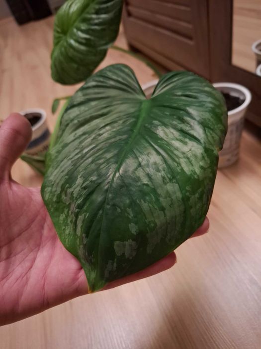 Philodendron Mamei