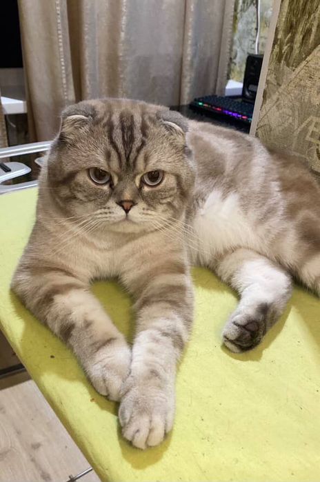 Неймовірний котик чекає дівчинку у гості:)