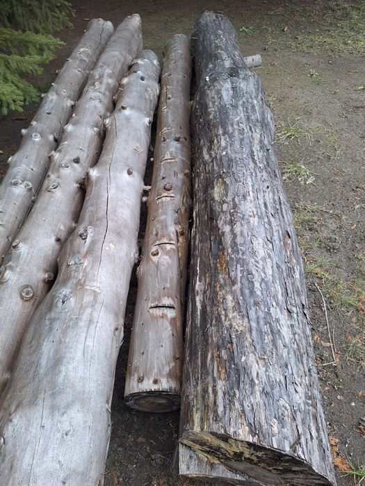 Kłody drewniane, świerki, sosna